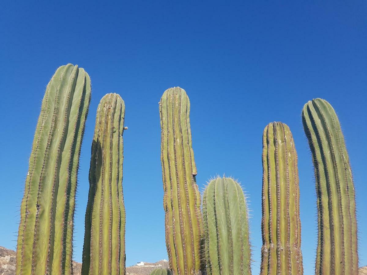Los Milagros Hotel Cabo San Lucas Zewnętrze zdjęcie